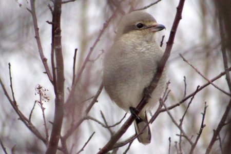 Northern Shrike at Belleisle Marsh on Jan. 11, 2020 - Larry Neily